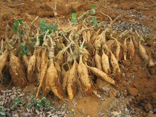 Manioc tubers